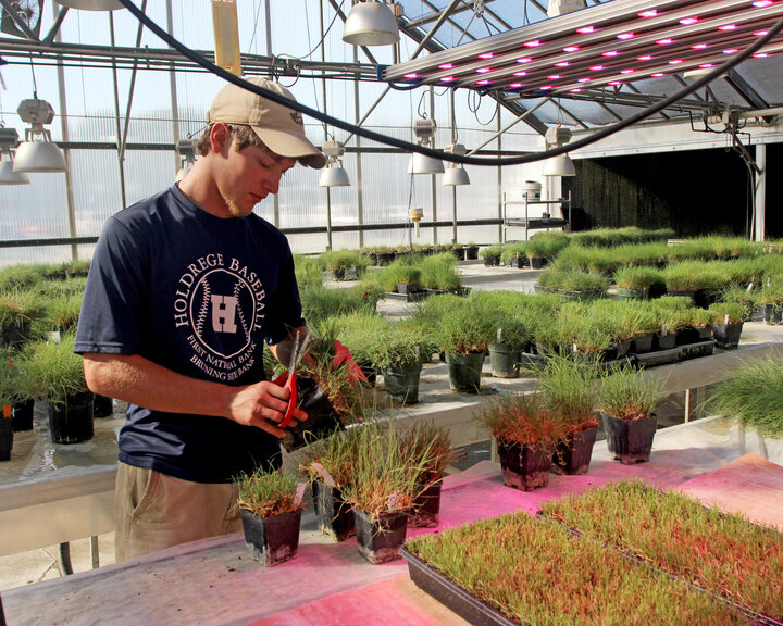 turf research in greenhouse
