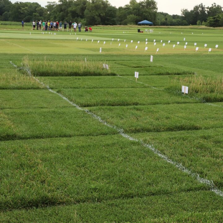 Turf research field