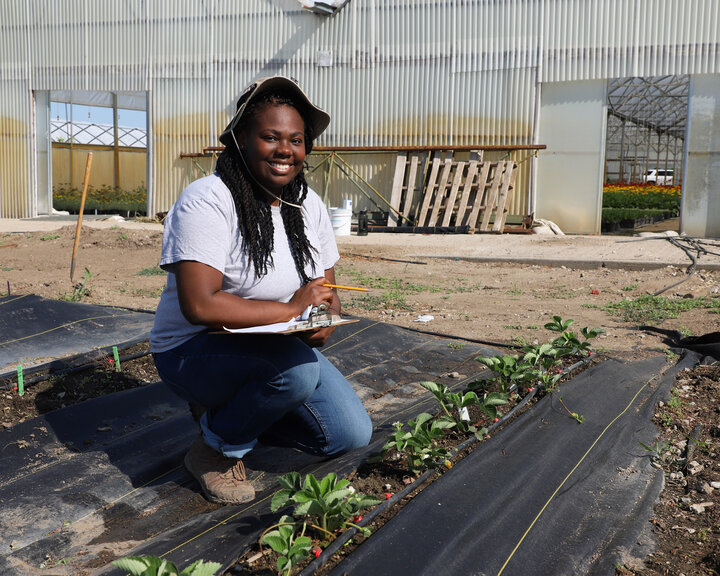 student working in strawberry garden