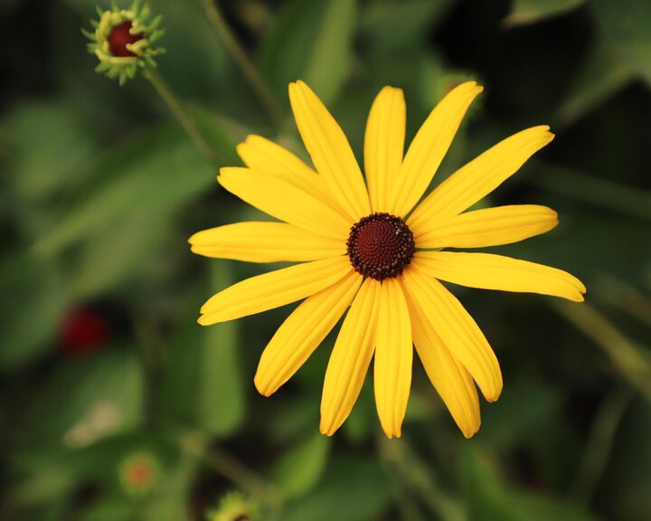 yellow flower