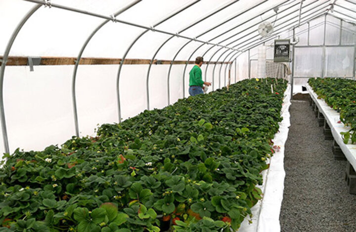 Strawberry research in high tunnel 