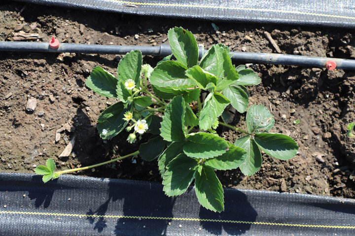 Figure 1. Stolon formation on strawberry plants (June 16, 2021).