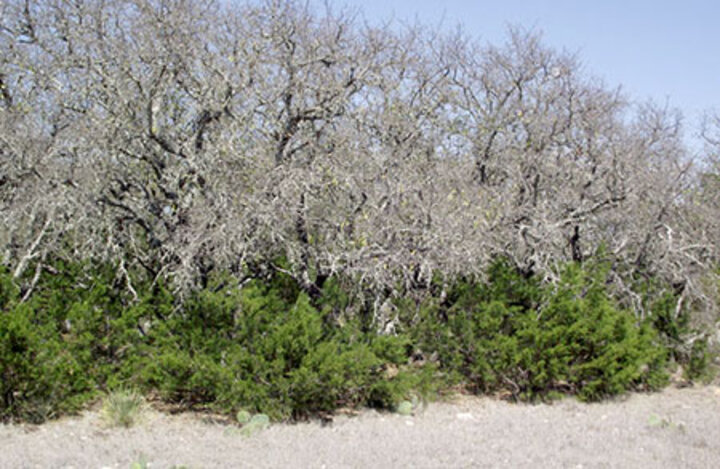 Live oak dieback and emerging juniper dominance during 2011 Texas drought. Photo by Dirac Twidwell.