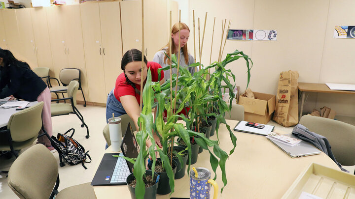 Agronomy major Livia Farmer (left) and plant and landscape systems major Madelyn Smith survey 5-week-old, Fast-Flowering Mini-Maize plants grown in various CO2 environments during the new Experiments in Plant Science course.