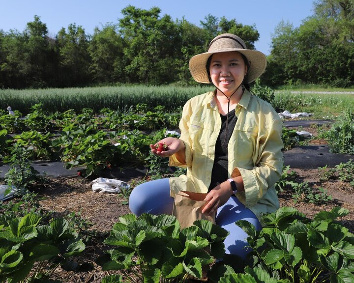 Strawberry Harvest Mia Luong