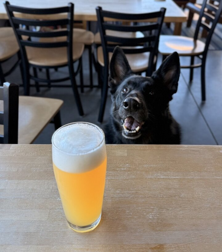A pint of beer stands on a table with a black german shepherd mix dog staring up at the camera in the background.