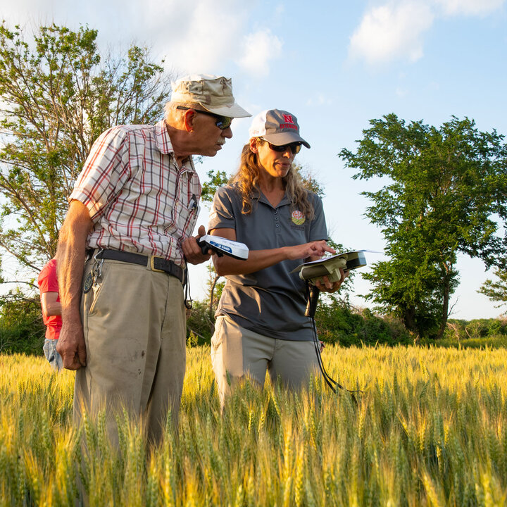 Working in wheat field with Project Sense tools