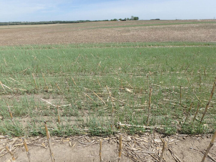 cover crops blanco