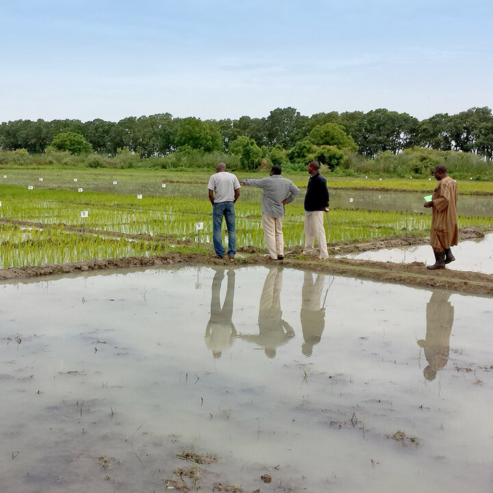 OFRA men in rice field