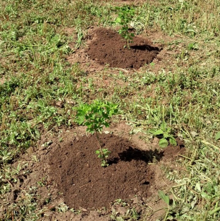 Yard waste compost in currants.