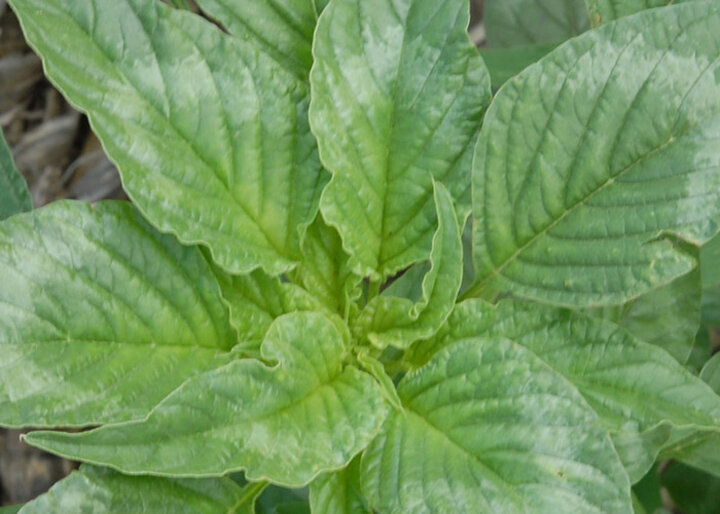 Palmer Amaranth weeds