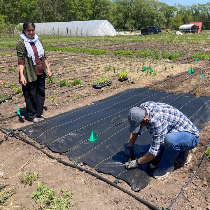 Woven landscape fabrics are reusable for at least five years and can be used to eliminate soil-disturbing tillage (no-till), terminate cover crops, control weeds, conserve soil moisture, and improve soil health in the garden.