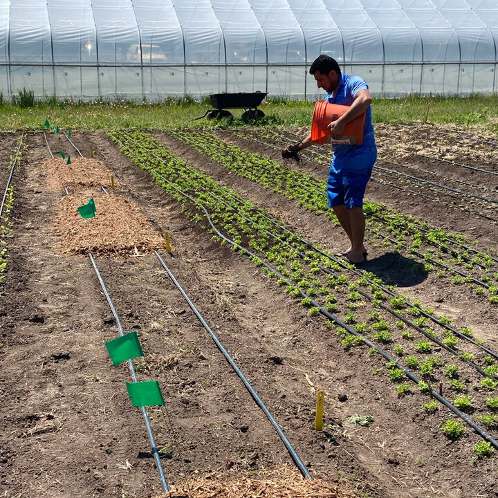 Gardener at Community Crops applying compost soil amendment and wood chip mulch in pepper and eggplant.