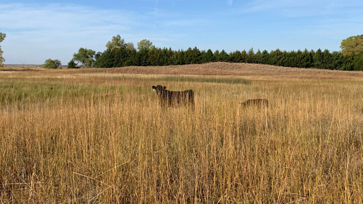 Forage grasslands