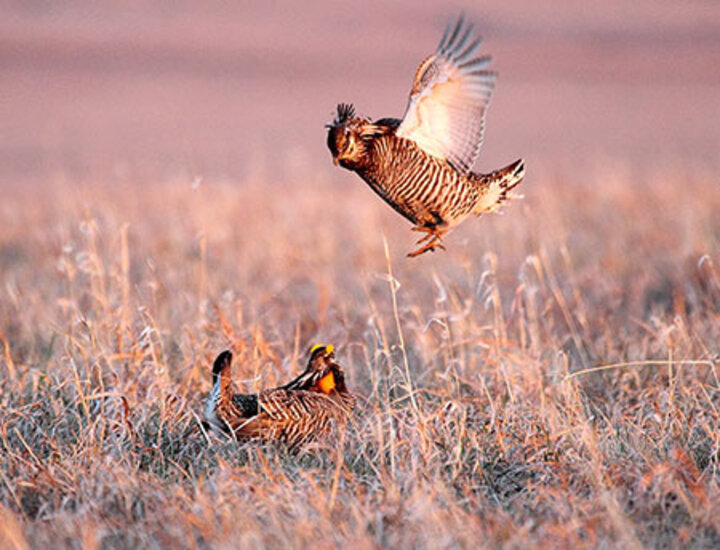 Greater prairie chickens