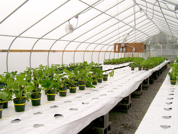 Strawberries in greenhouse