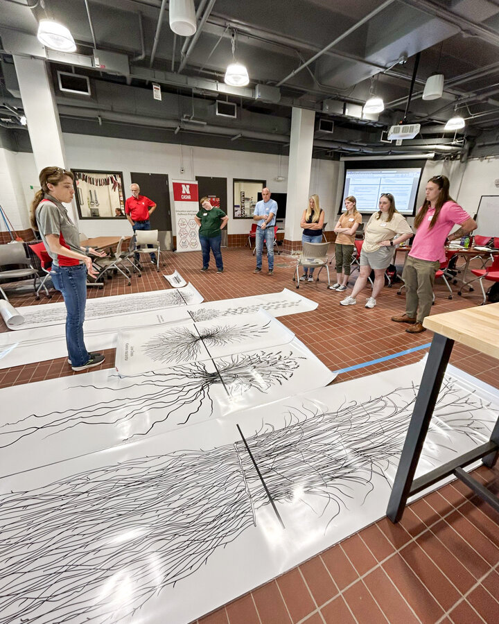 Native Nebraska plant drawing printed to scale