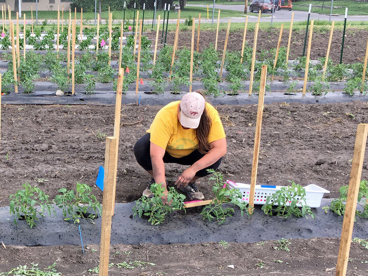 Measuring nitrogen leaching in tomato field.