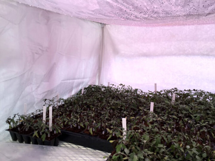 Tomato grafting