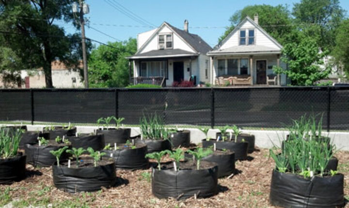 Urban farming experiment in Chicago.