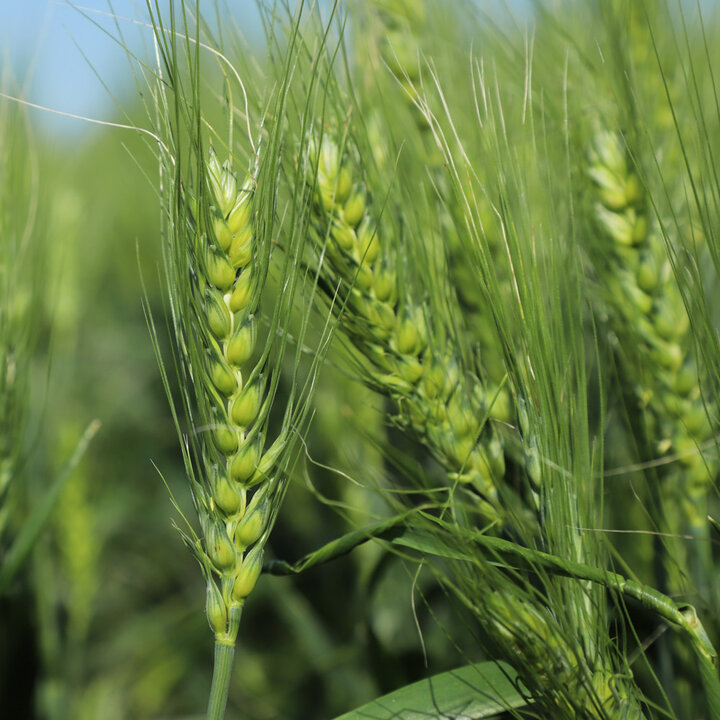 wheat
