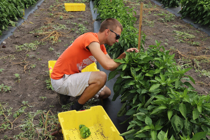 A student picks peppers in a research plot on Nebraska East Campus.