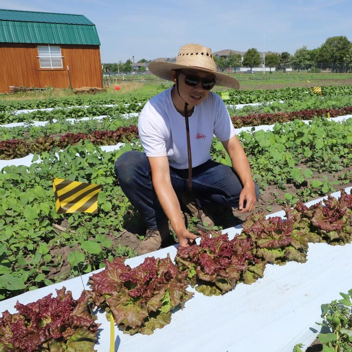 Picking lettuce