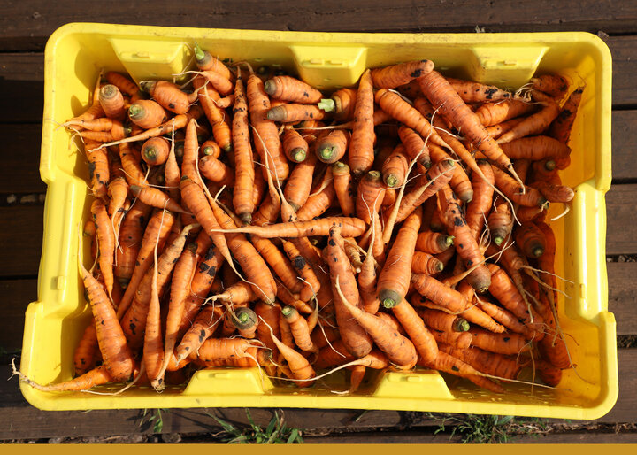 carrots