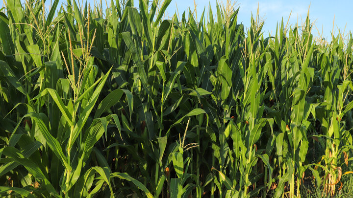 corn at ENREC