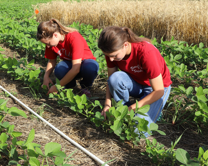 students harvesting peppers