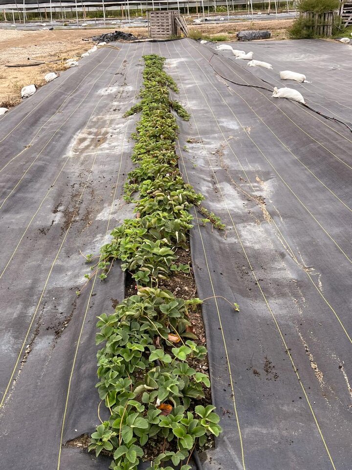 Figure 2. ‘Honeoye’ plants.