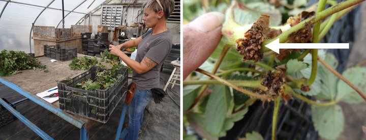 Figure 4. Plantlets that were selected for propagation had 3 to five leaftlets and rootlets present (arrow).