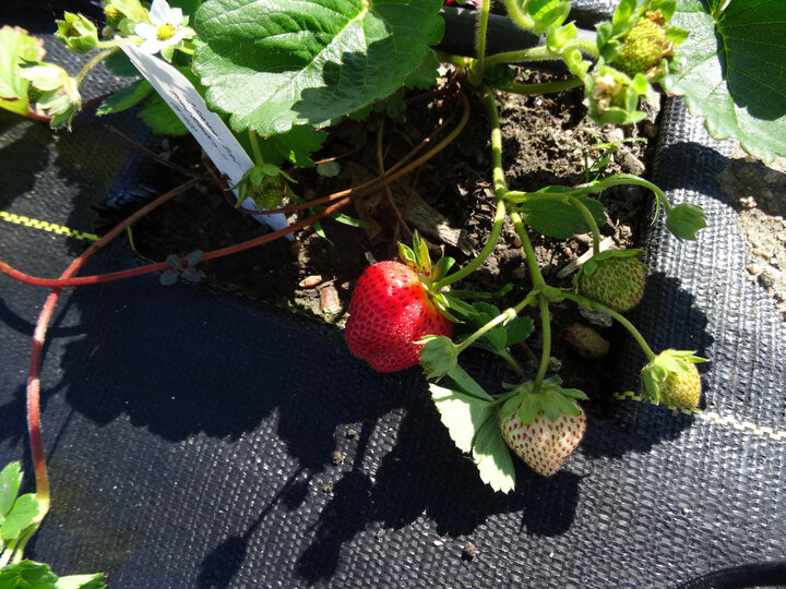 Flowers and fruit on an Seascape strawberry plant.