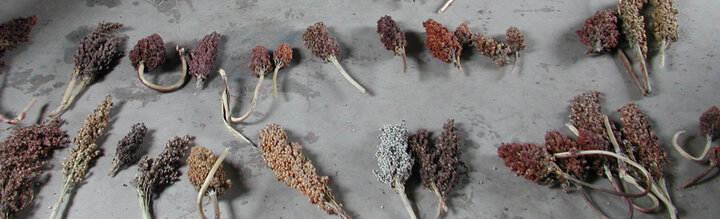 grain samples