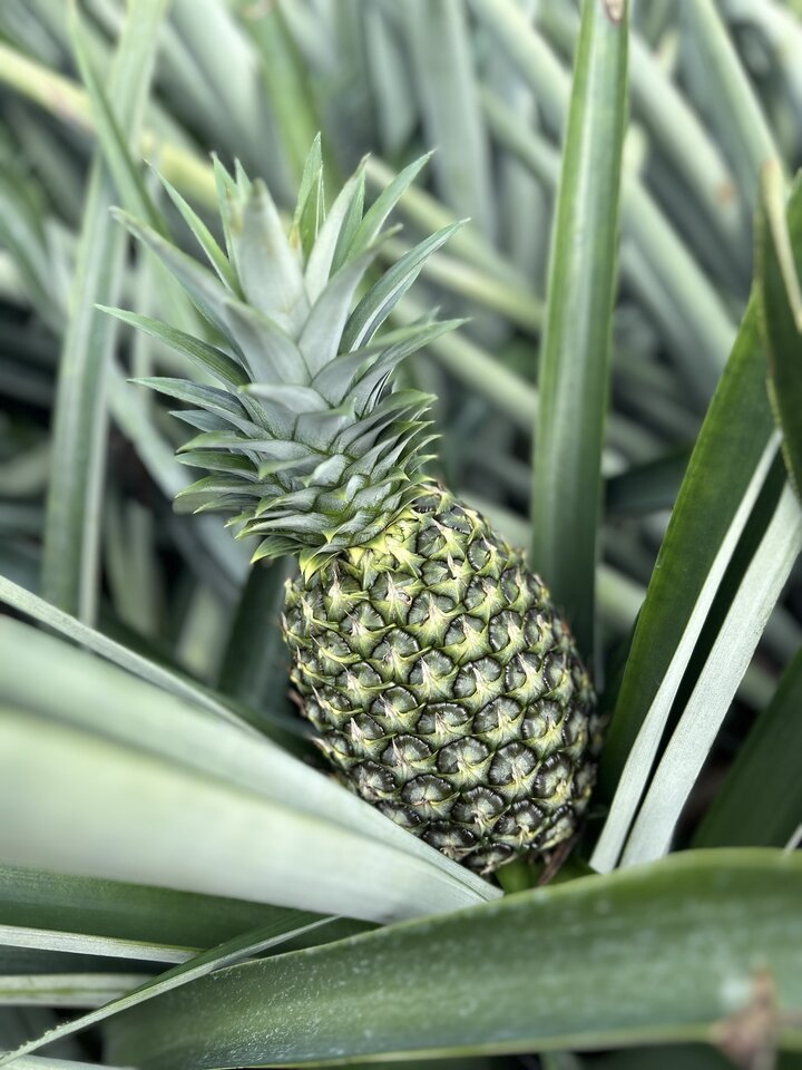 Costa Rica Pineapple