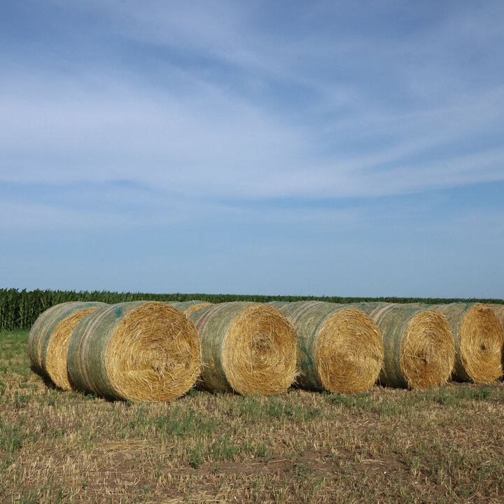 round bales of hay