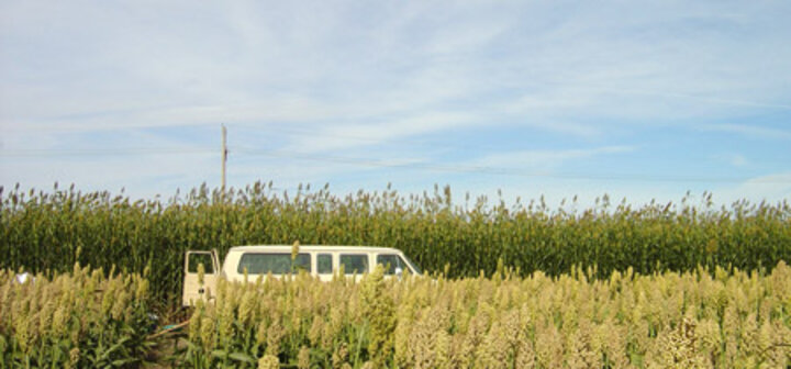 University of Nebraska research sorghum field growing several varieties.