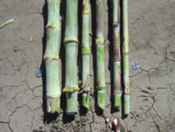 Sorghum stalks range in diameter from 4.5 to 1.5 cm.