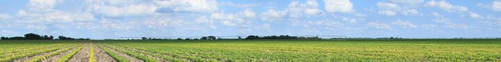 soybean field