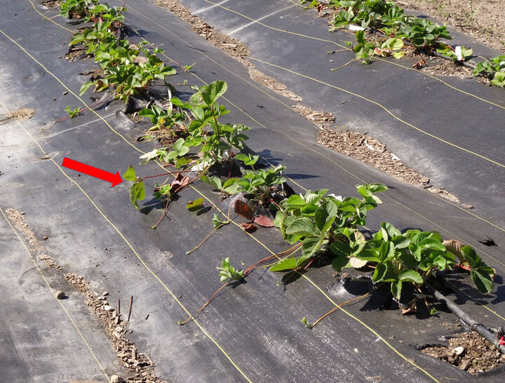Stolons on Honeoye strawberry plants