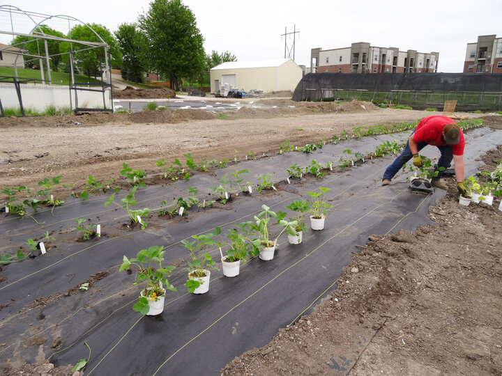 student Lining out strawberry plants to be approximately 12 inches apart.