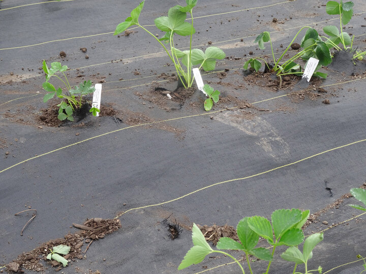 strawberry Plants before drip lines were added.