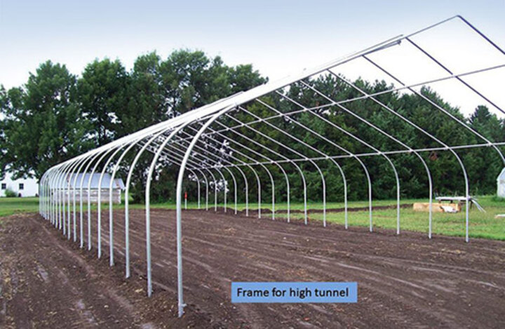 Strawberry research in high tunnel 