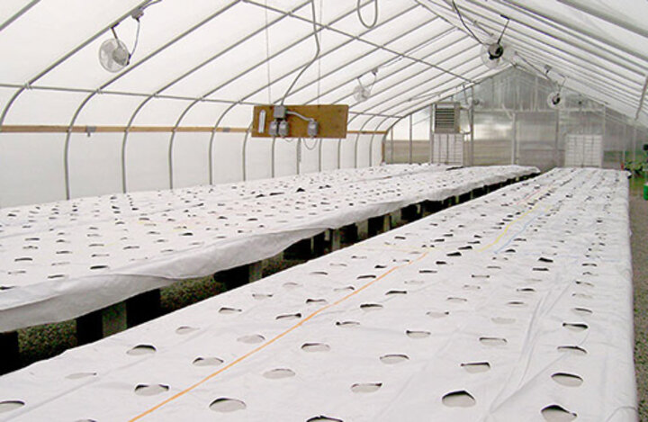 Strawberry research in high tunnel 