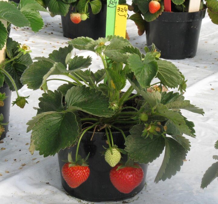 strawberries