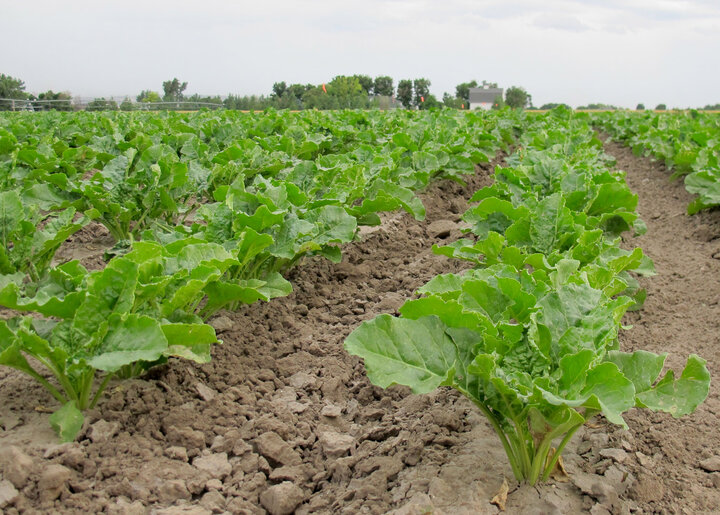 Sugarbeets