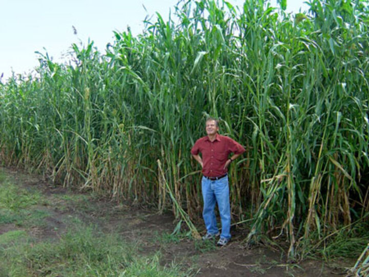 Ismail Dweikat in one of his research sorghum fields.