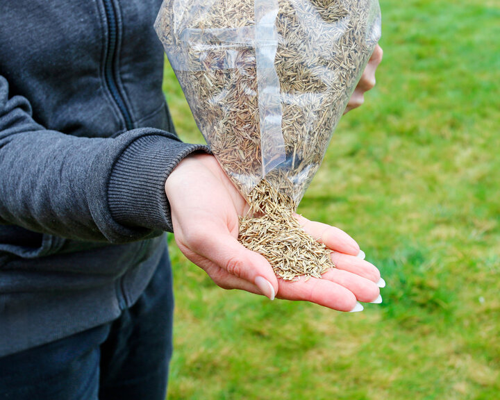 turf seed