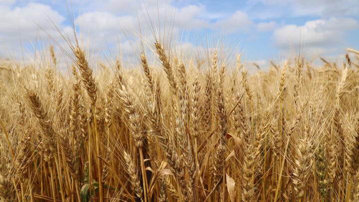 Wheat field