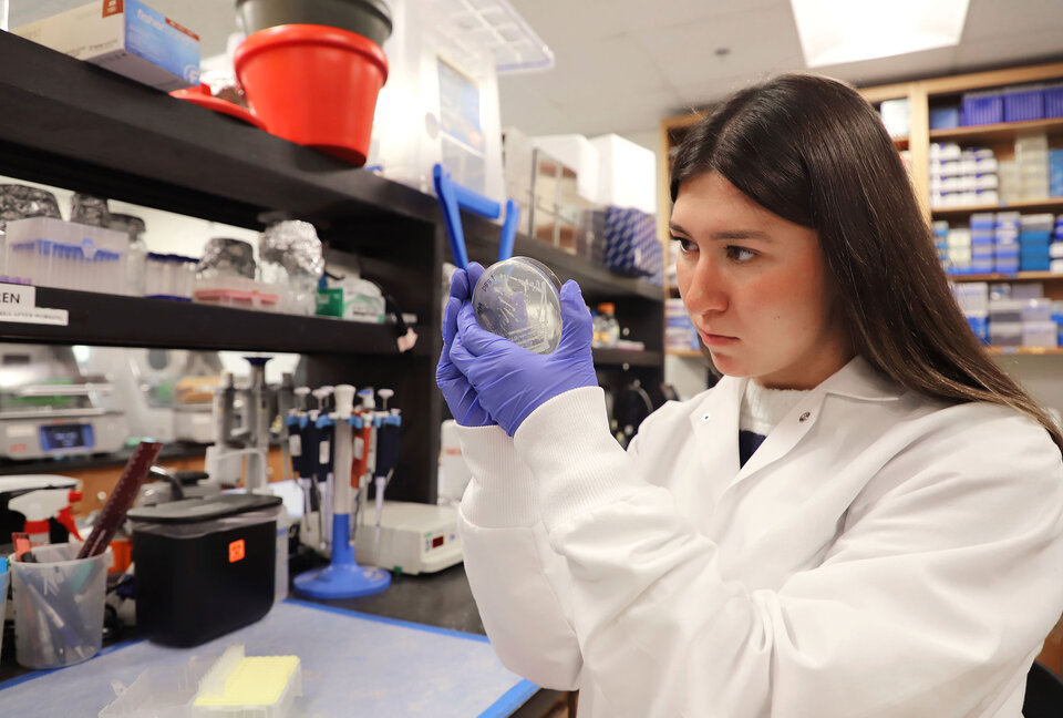 Lauren Gabriel plates competent Escherichia coli cells 